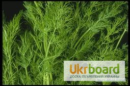 Фото 3. Семена овощей купить в Украине