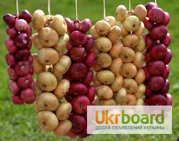 Фото 4. Семена овощей купить в Украине