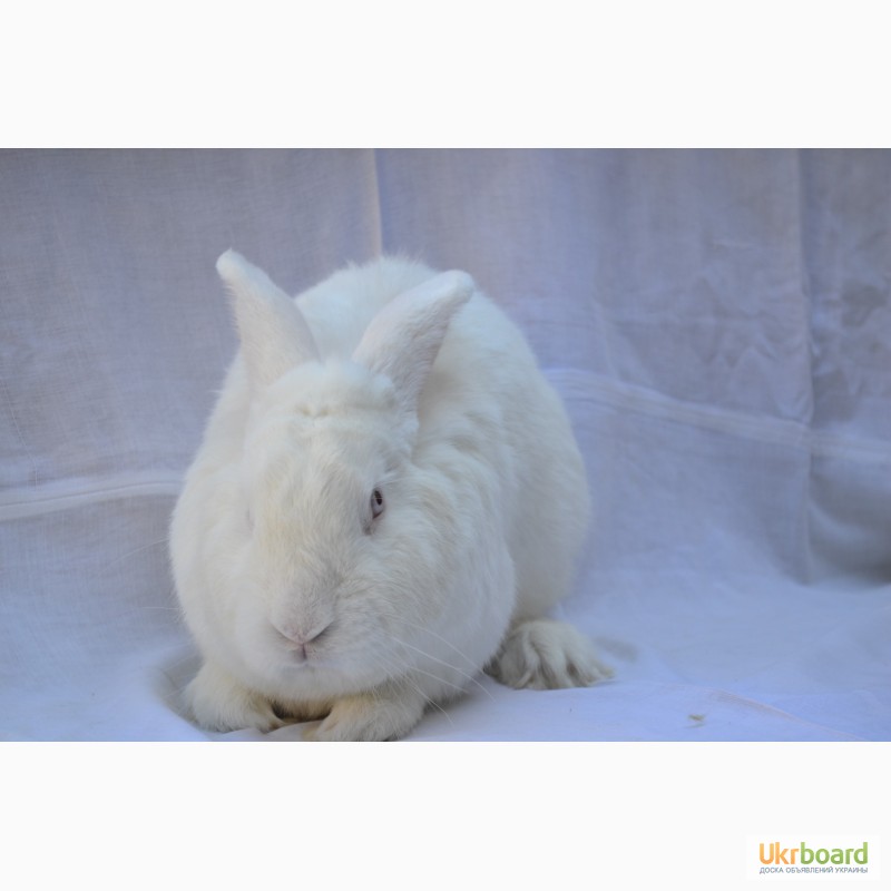 Фото 2. Продаж кроликів Білий Панон (Белый Паннон)