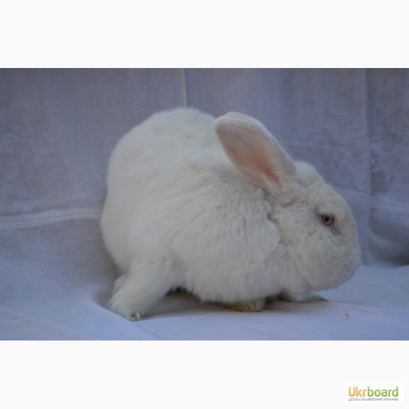 Фото 3. Продаж кроликів Білий Панон (Белый Паннон)