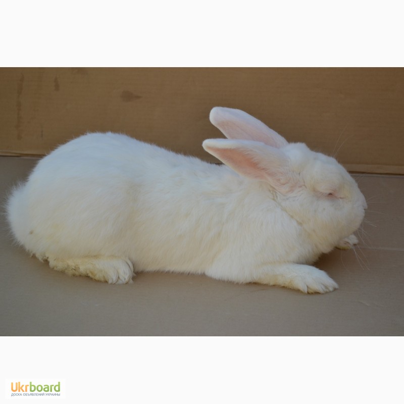 Фото 4. Продаж кроликів Білий Панон (Белый Паннон)