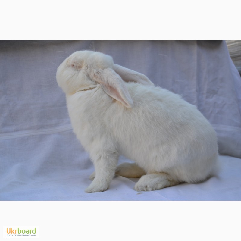 Фото 5. Продаж кроликів Білий Панон (Белый Паннон)