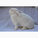 Продаж кроликів Білий Панон (Белый Паннон)