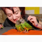 Талантливые сенегальские попугаи - сенегалы выкормыши ручные