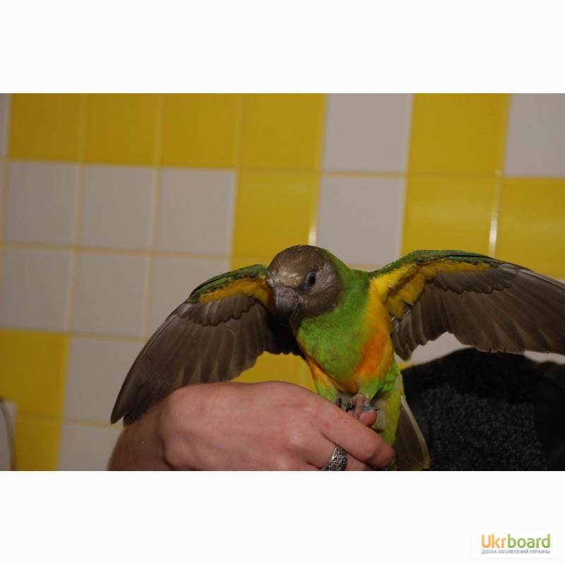 Фото 4. Талантливые сенегальские попугаи - сенегалы выкормыши ручные