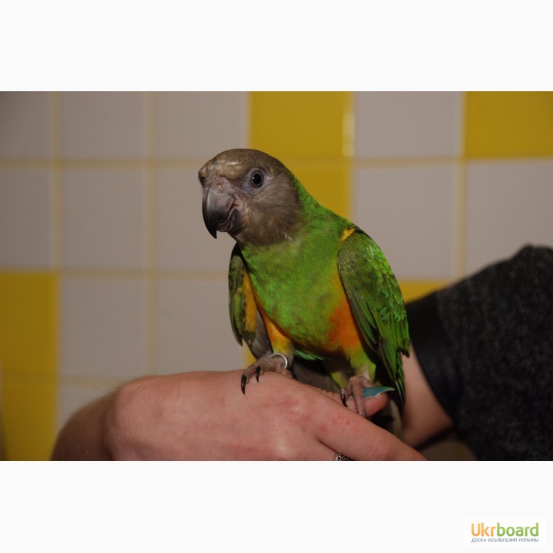 Фото 5. Талантливые сенегальские попугаи - сенегалы выкормыши ручные