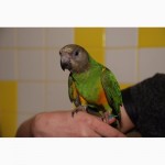 Талантливые сенегальские попугаи - сенегалы выкормыши ручные