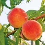 Персик - саженцы персика купить в Киеве с доставкой по Украине g-sad