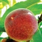 Персик - саженцы персика купить в Киеве с доставкой по Украине g-sad
