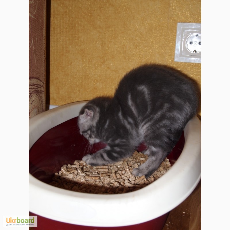 Фото 4. Вислоухий мраморный котенок скоттиш-фолд