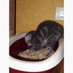 Вислоухий мраморный котенок скоттиш-фолд