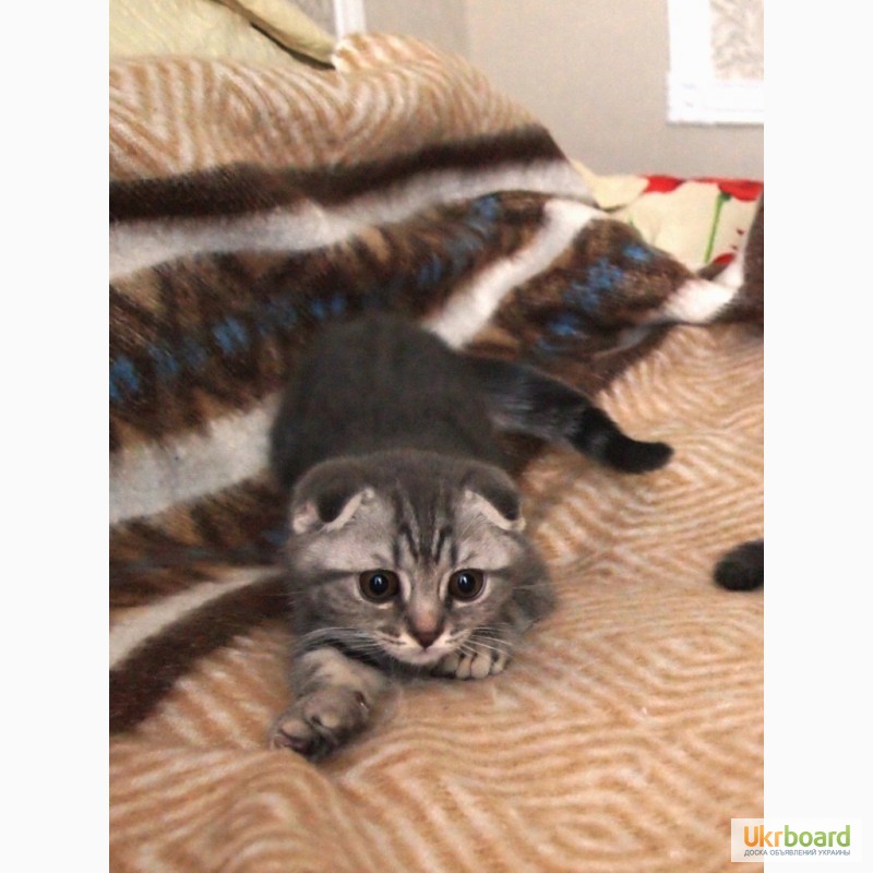 Фото 2. Вислоухий мраморный котенок скоттиш-фолд
