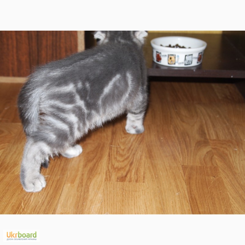 Фото 3. Вислоухий мраморный котенок скоттиш-фолд