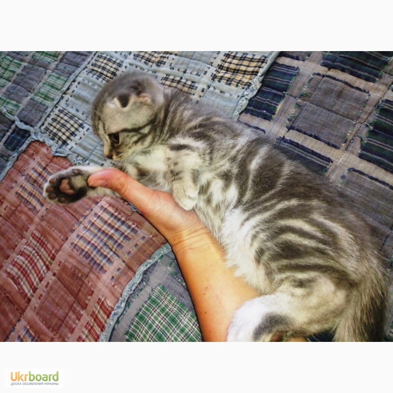 Фото 6. Вислоухий мраморный котенок скоттиш-фолд