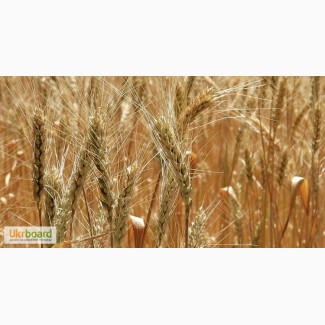 Пшеница фураж 500 тонн