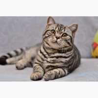 Британские котятя окрас вискас и мрамор на серебре