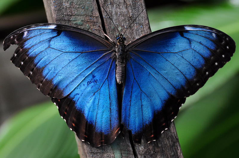 Тропические Живые Бабочки изАмазонки
