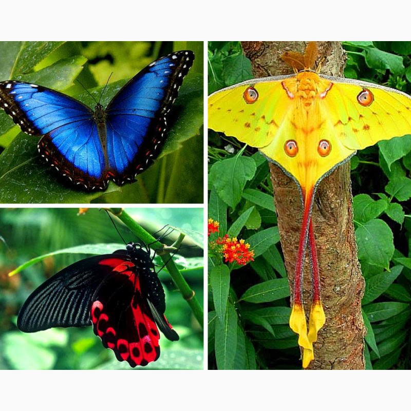 Фото 2. Тропические Живые Бабочки изАмазонки