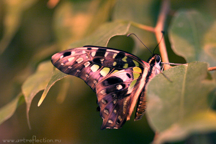 Фото 3/3. Тропические Живые Бабочки изАмазонки