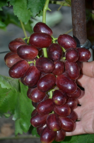 Саженцы винограда лучших сортов (однолетние )