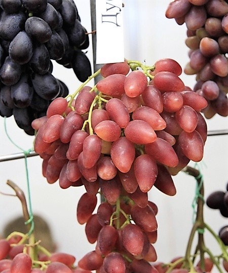 Фото 2. Саженцы винограда лучших сортов (однолетние )