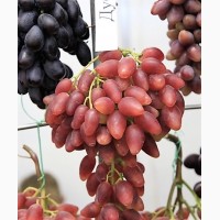 Саженцы винограда лучших сортов (однолетние )