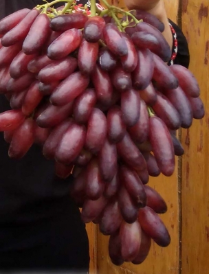 Фото 3. Саженцы винограда лучших сортов (однолетние )