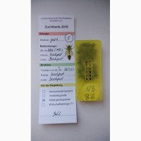 Карника и Бакфаст монтикола, цекропика бджоломатки, пчеломатки