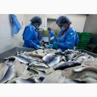 Робітники на рибне підприємство в Чехію