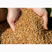 Продам пшеницю між 2-3 класом, Тернопільська область