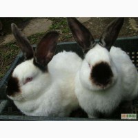 Продам кроликов породы: калифорнийский, фландр + серебристый