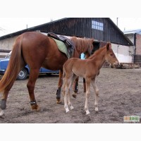 Продаю молодых лошадей 0.5-2 года, от орловского жеребца