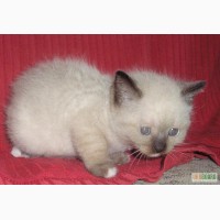 Продам за символічну ціну милих кошенят (Ужгород)