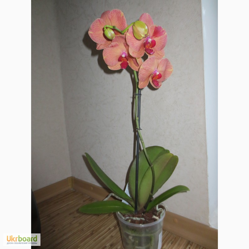 Фото 1/9. Продам орхидеи по доступным ценам