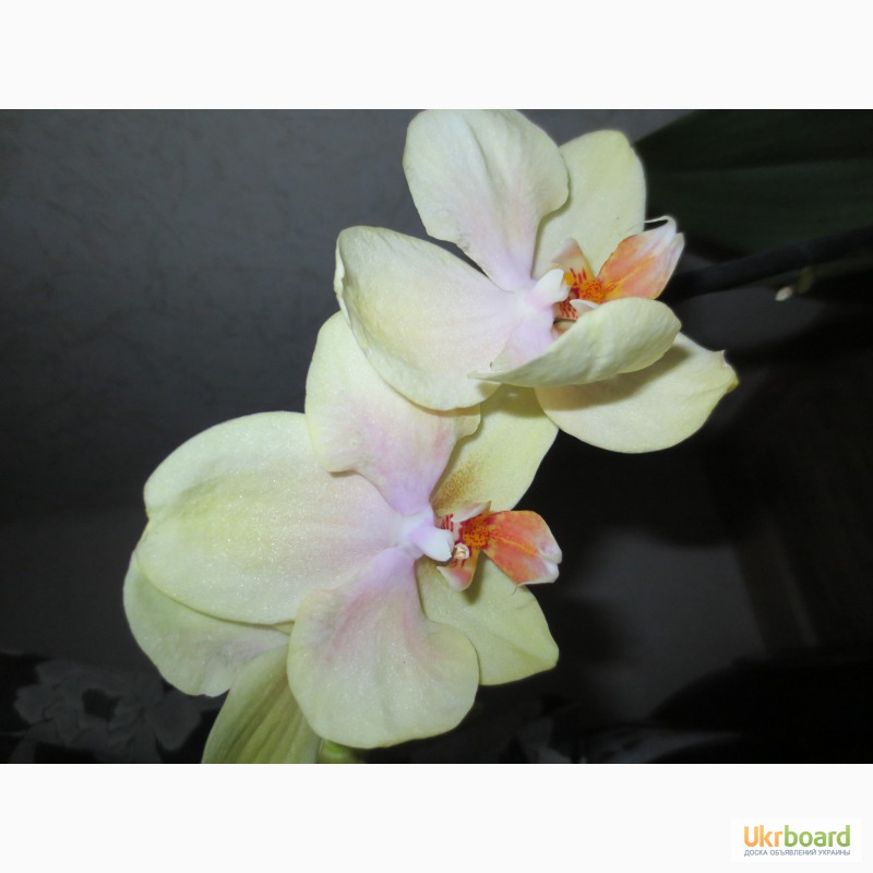 Фото 2. Продам орхидеи по доступным ценам