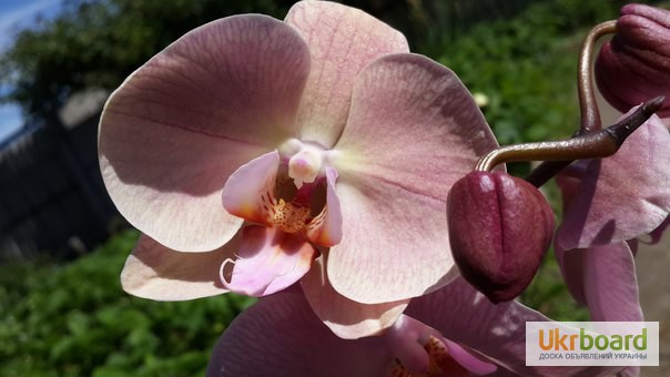 Фото 3. Продам орхидеи по доступным ценам
