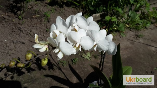 Фото 4. Продам орхидеи по доступным ценам