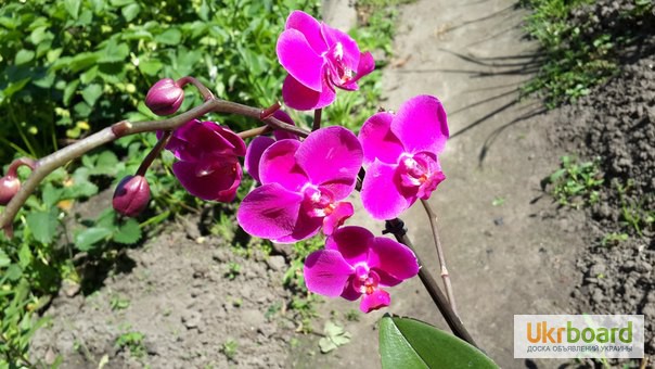 Фото 5. Продам орхидеи по доступным ценам