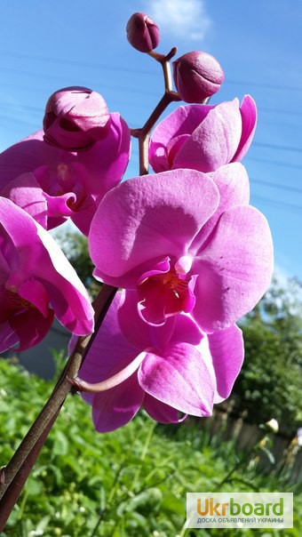 Фото 6. Продам орхидеи по доступным ценам