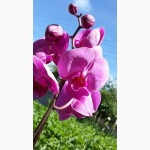 Продам орхидеи по доступным ценам