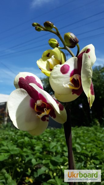 Фото 7. Продам орхидеи по доступным ценам