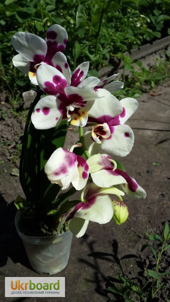 Фото 8. Продам орхидеи по доступным ценам