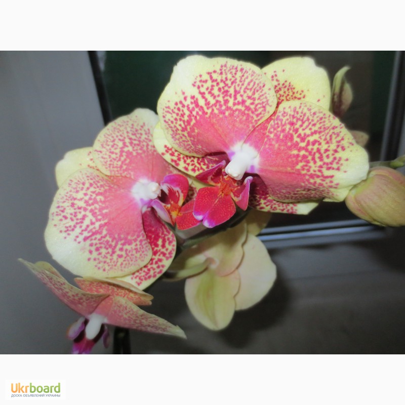 Фото 9. Продам орхидеи по доступным ценам