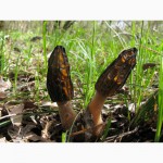 Семена сморчков - мицелий (грибница) Сморчок конический - рассада грибов новой почтой