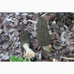 Семена сморчков - мицелий (грибница) Сморчок конический - рассада грибов новой почтой