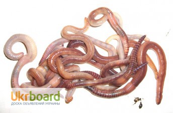 Фото 4. Продам дендробену и калифорнийского червя(коконы.семьи и для рыбалки)