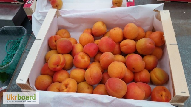 Фото 3. Продаем абрикосы из Испании