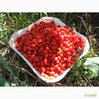 Саженцы годжи, китайский барбарис, ягоды долголетия