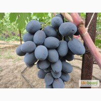 Саженцы винограда: Черный Дракон