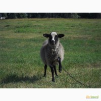 Продам молодняк овець